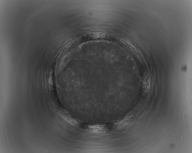 X0000097620516200803281039