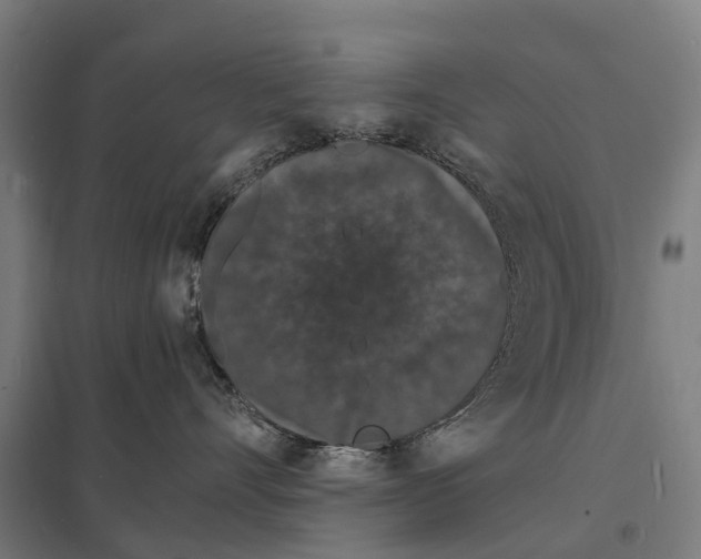 X0000097620528200803281039