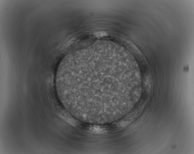 X0000097620565200803281039