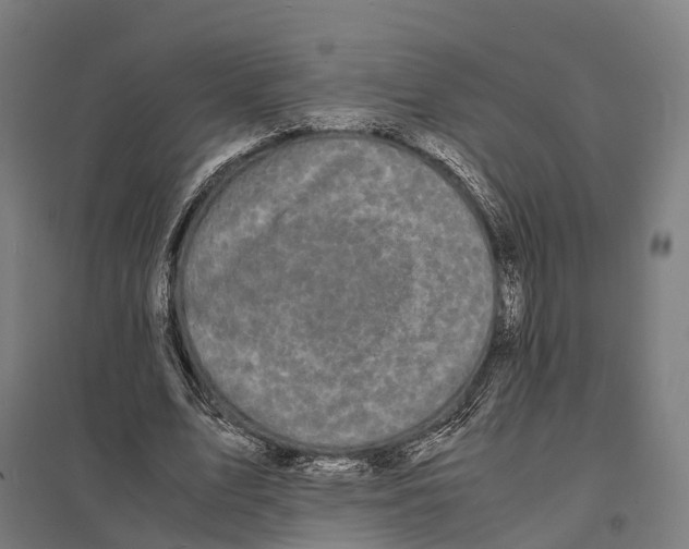 X0000097620583200803281038