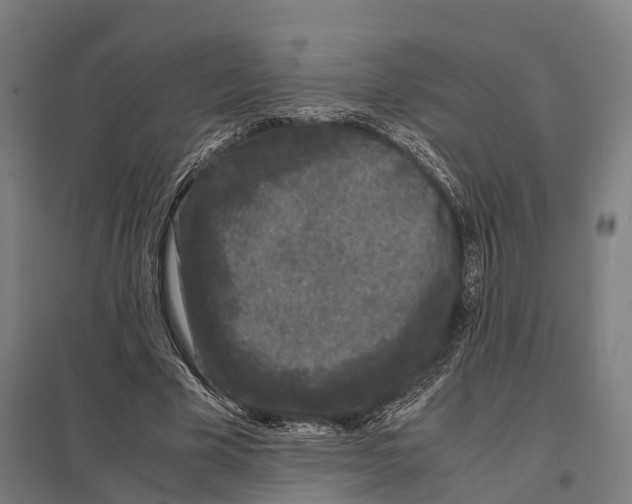 X0000097620585200803281038