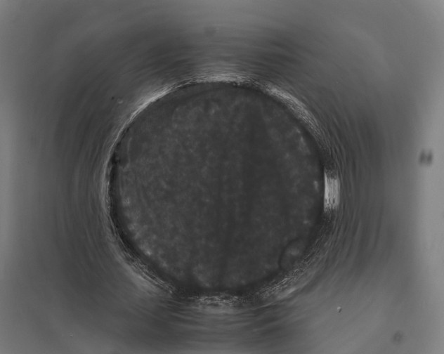 X0000097620627200803281037