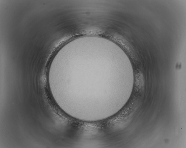 X0000097620632200803281037