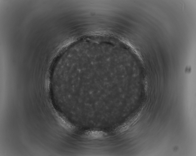 X0000097620637200803281037