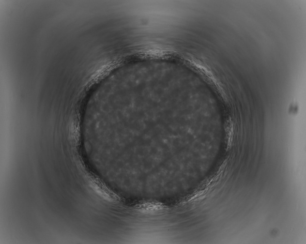 X0000097620642200803281037