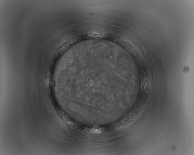 X0000097620647200803281037