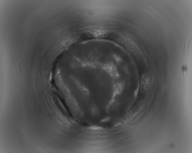 X0000097620650200803281037