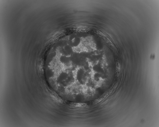 X0000097620663200803281037