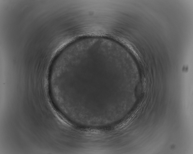 X0000097620677200803281037