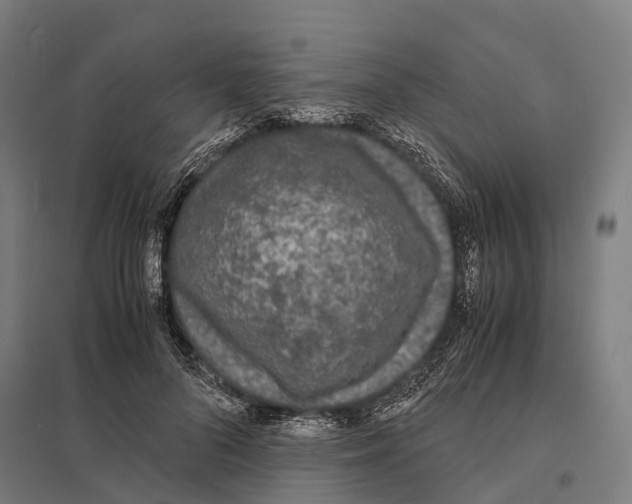 X0000097620696200803281036