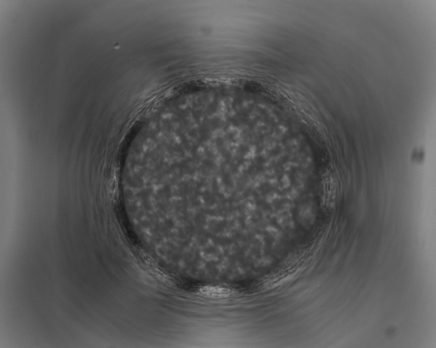 X0000097620699200803281036