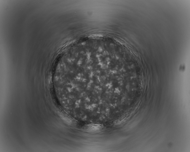 X0000097620711200803281036