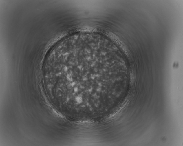 X0000097620721200803281035