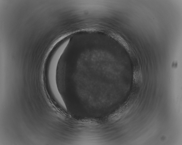 X0000097620724200803281035