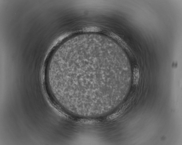 X0000097620726200803281035