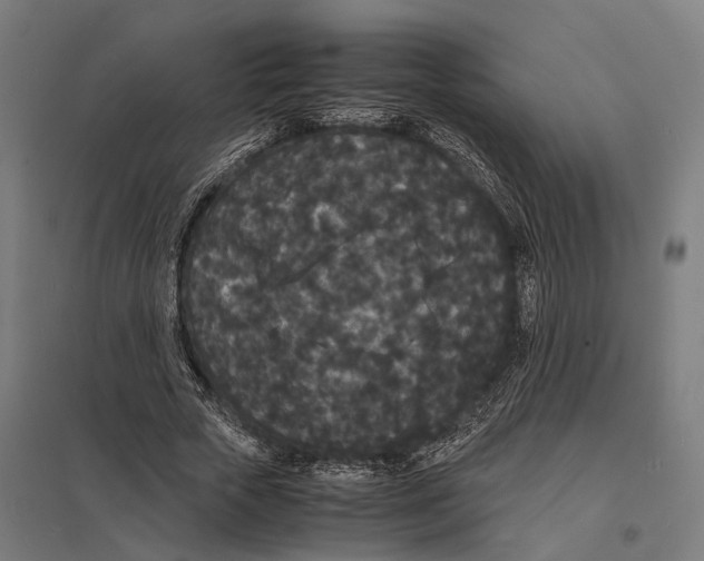 X0000097620729200803281036