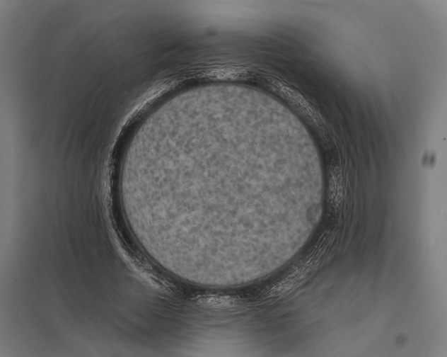 X0000097620730200803281036