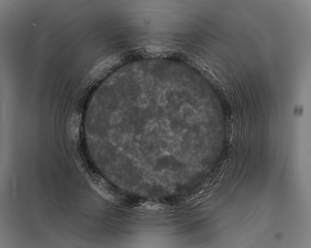 X0000097620742200803281036