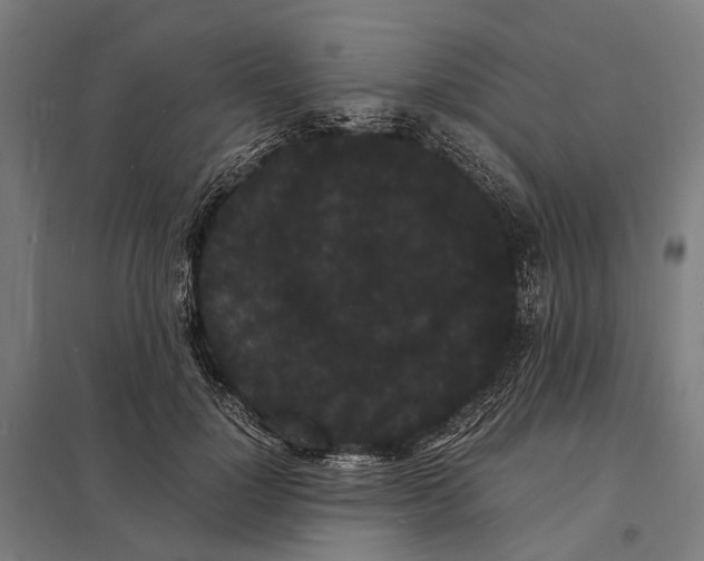 X0000097620748200803281036