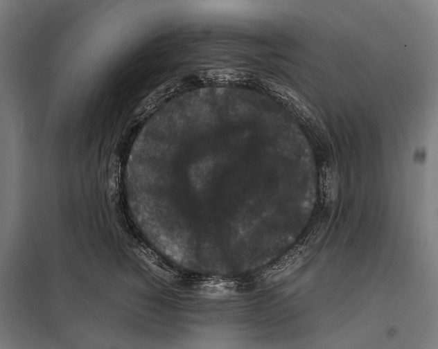 X0000097620760200803281036