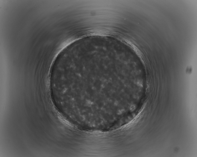X0000097620779200803281035