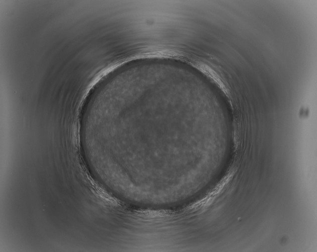 X0000097620781200803281035