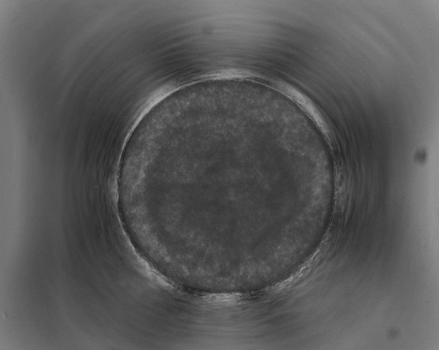 X0000097620810200803281035