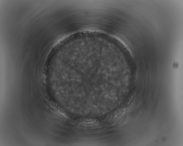 X0000097620823200803281034