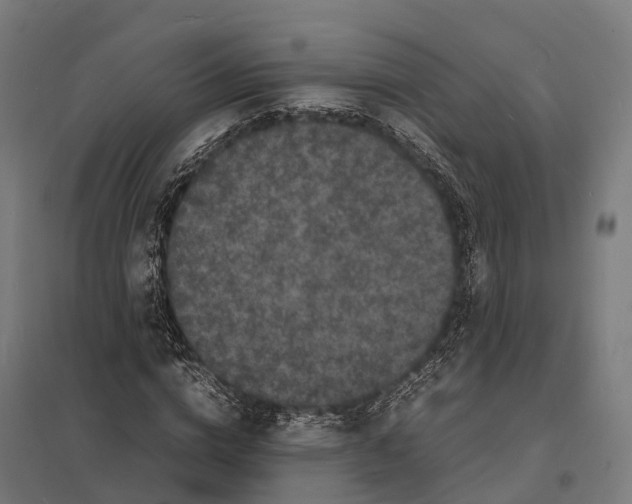 X0000097620824200803281034