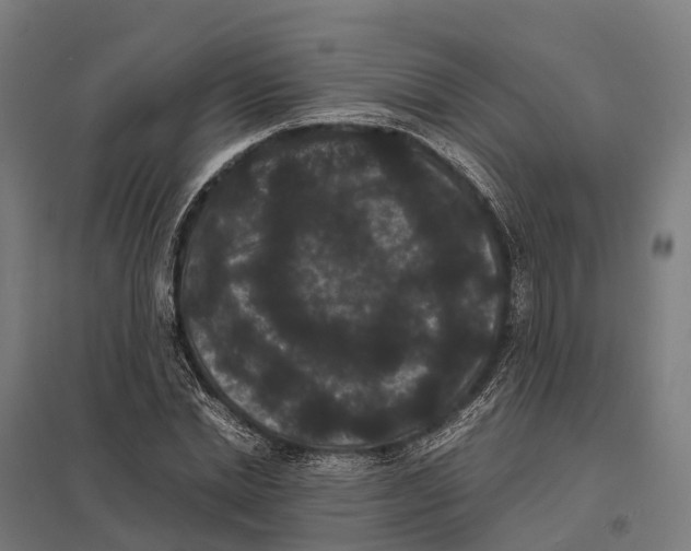 X0000097620830200803281034