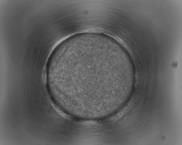 X0000097620838200803281034