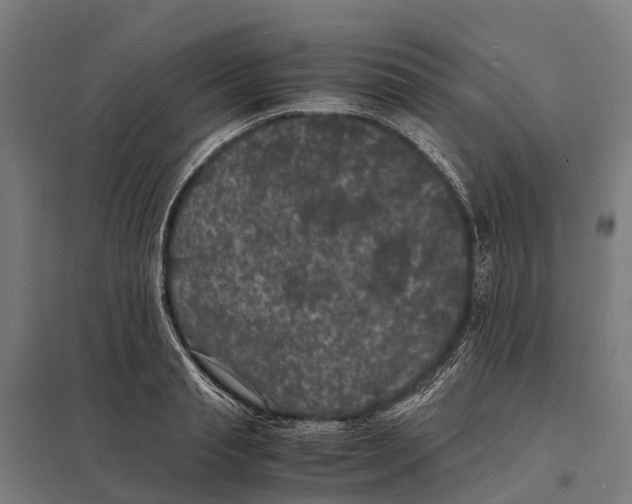 X0000097620845200803281034
