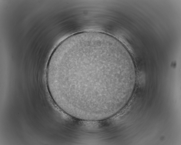 X0000097620856200803281035