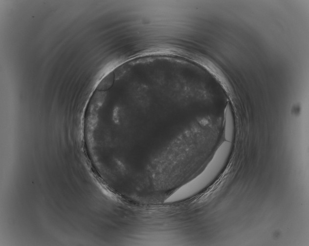 X0000097620858200803281035