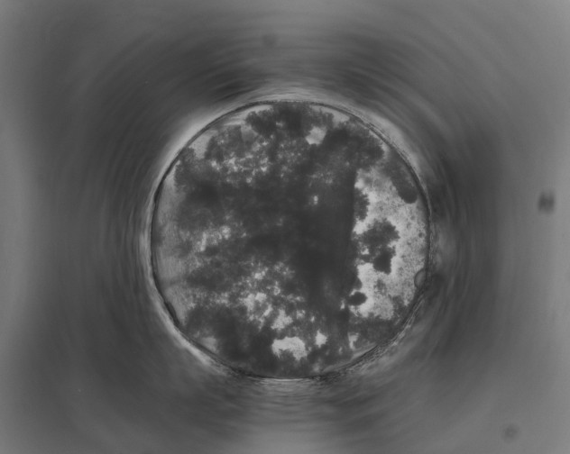 X0000097620863200803281035