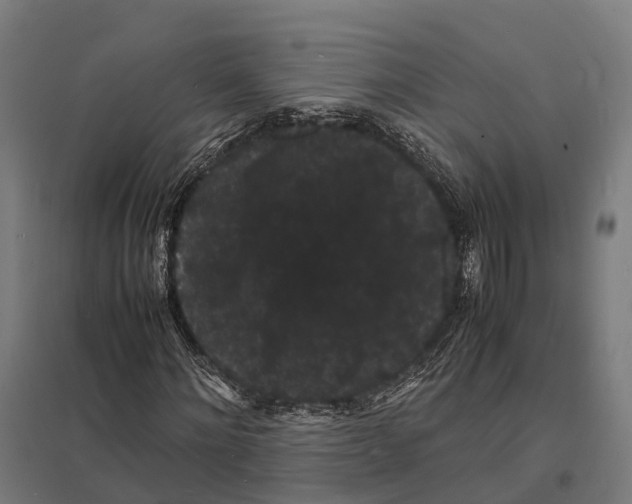 X0000097620868200803281034