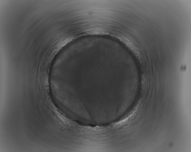 X0000097620881200803281034