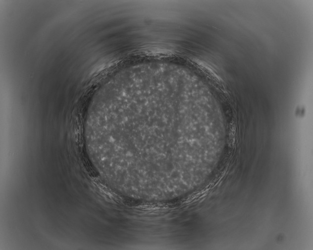 X0000097620917200803281033