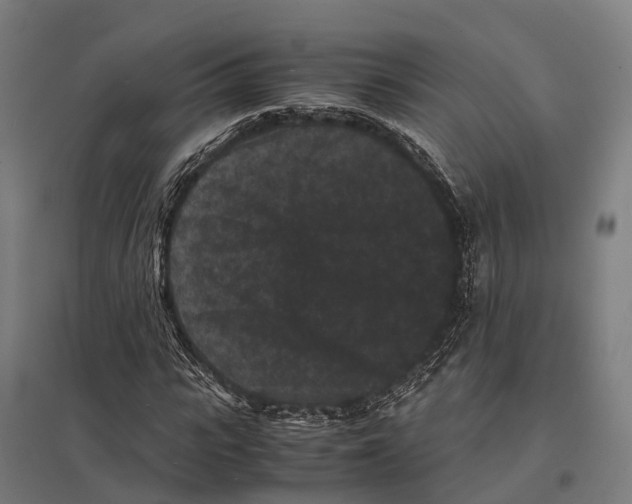 X0000097620919200803281033