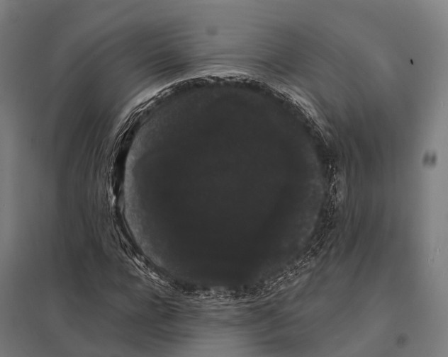 X0000097620920200803281033