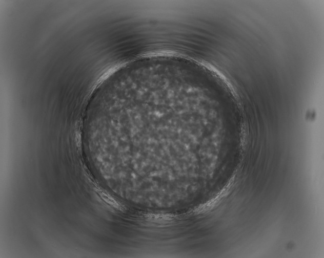 X0000097620921200803281033