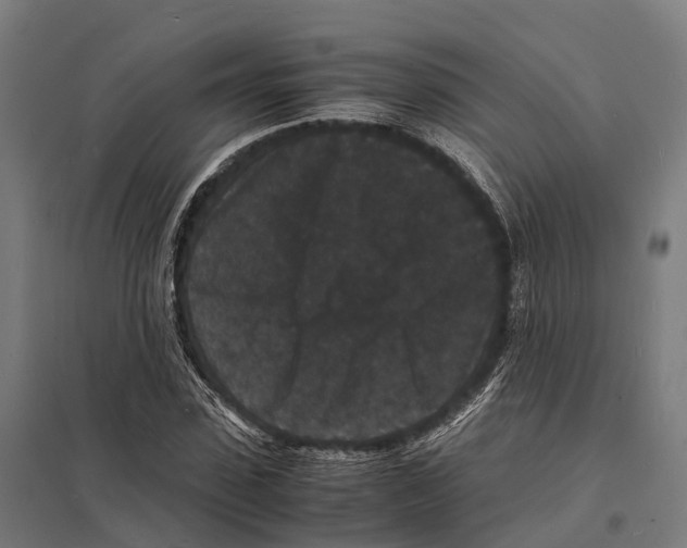 X0000097620923200803281033