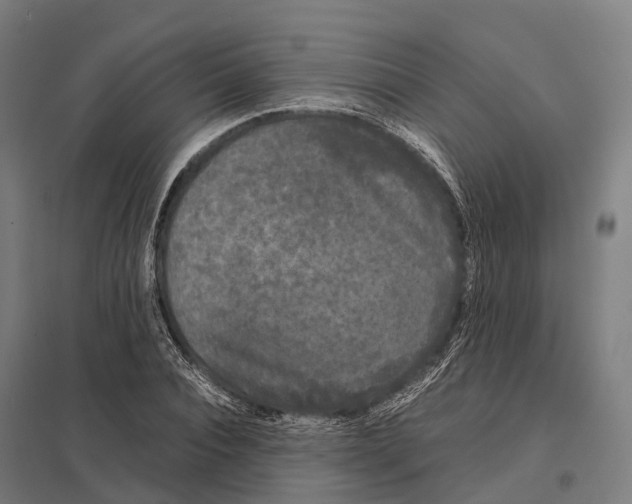 X0000097620928200803281033