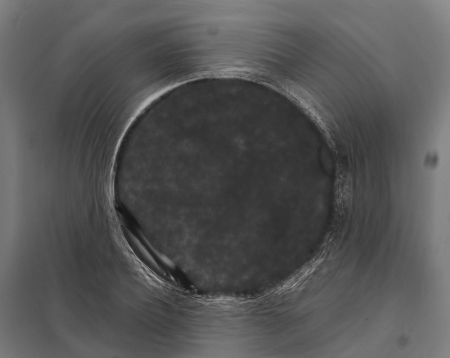 X0000097620932200803281033