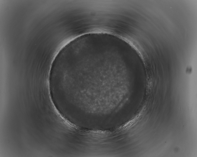 X0000097620943200803281033