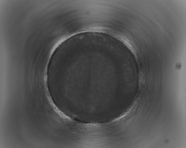 X0000097620944200803281033