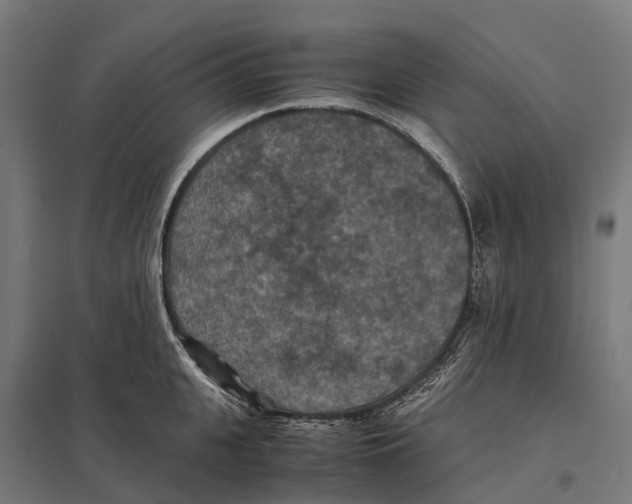 X0000097620951200803281033