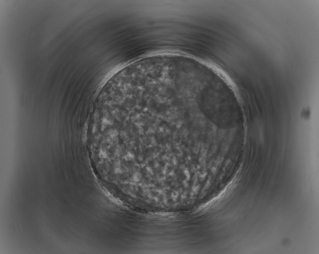 X0000097620953200803281033