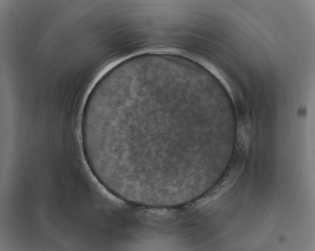 X0000097620959200803281033