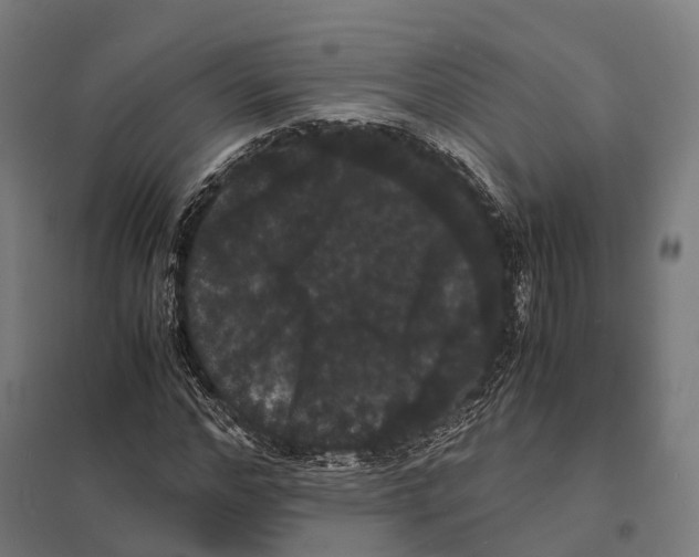X0000097620968200803281033